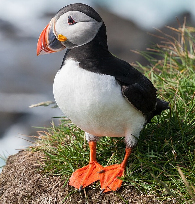 Puffin